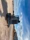 Portable Pioneer Transfer Pump - 7