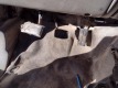 2002 Ford F-650 XL Super Duty Roustabout Truck - 35