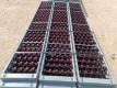 (30) Sections Unused Skate Wheel Flow Racks 91'' Long 15'' Wide - 6