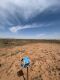 16.2 Ac. Caliche Pit Plains Tx - 32