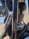2003 Harley-Davidson 100th Anniversary Edition FLSTS Motorcycle - 29