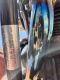 (OUT OF SALE) 1978 Harley-Davidson FXE 1200 Super Glide Motorcycle - 22