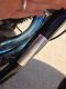 (OUT OF SALE) 1978 Harley-Davidson FXE 1200 Super Glide Motorcycle - 26