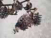 Lilliston Rolling Cultivator Spiders - 6