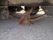 2014 Big Tex 30Ft Gooseneck Trailer - 23
