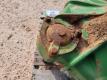 Powertrain Final Drive for 7460 John Deere Cotton Stripper - 4