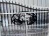 Unused Greatbear 20 Ft Bi-Parting Wrought Iron Gate with "DEER" Artwork.