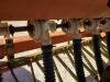 20Ft Tye Seed Drill, Dual Disk, 3 Pt Hitch - 11