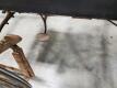 Antique Horse Drawn Carriage - 20