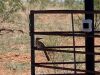 BIG MULEE RANCH - 84