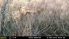 BIG MULEE RANCH - 95