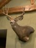 BIG MULEE RANCH - 79