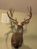 BIG MULEE RANCH - 81