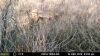 BIG MULEE RANCH - 96