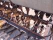 12Ft P3-7 Seed Drill - 13
