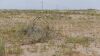 649 Ac+/- Native Grass land Located in Plains TX - 4