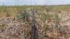 649 Ac+/- Native Grass land Located in Plains TX - 5