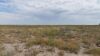 649 Ac+/- Native Grass land Located in Plains TX - 8