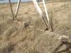 Zimmatic Pivot - 51
