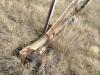 Zimmatic Pivot - 55