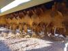 26Ft Balzer 2650 Flail Mower - 13
