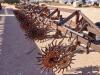 3 Point Hitch Cultivator - 8
